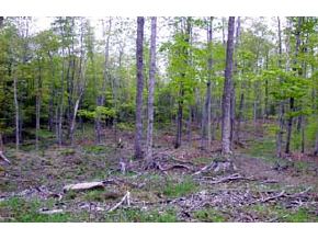 3705 Brook Road Plainfield, VT 05667 - Photo 3 of 5