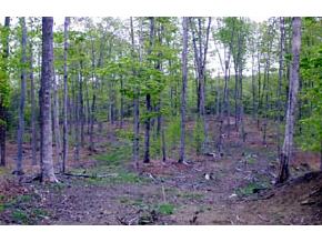 3705 Brook Road Plainfield, VT 05667 - Photo 5 of 5