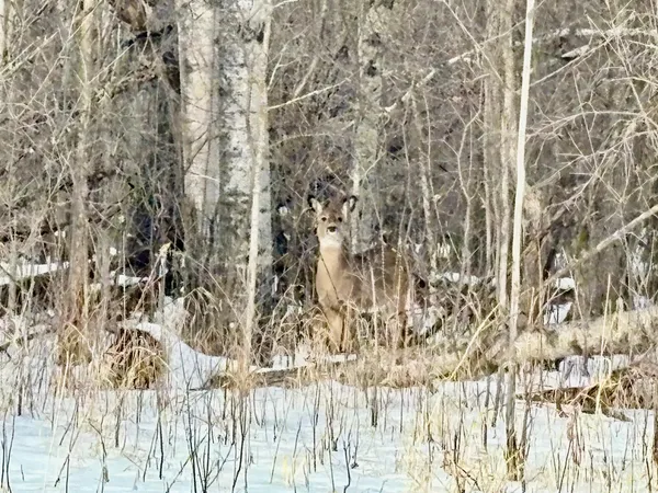 $39,500 | 1-tbd Minnesota Avenue Northeast, Warroad, MN 56763