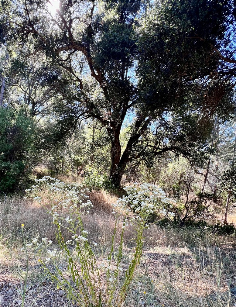 0 Near Fort Bradley, CA 93426 - Photo 18 of 35