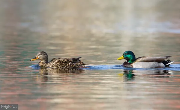 a view of a field with an ocean