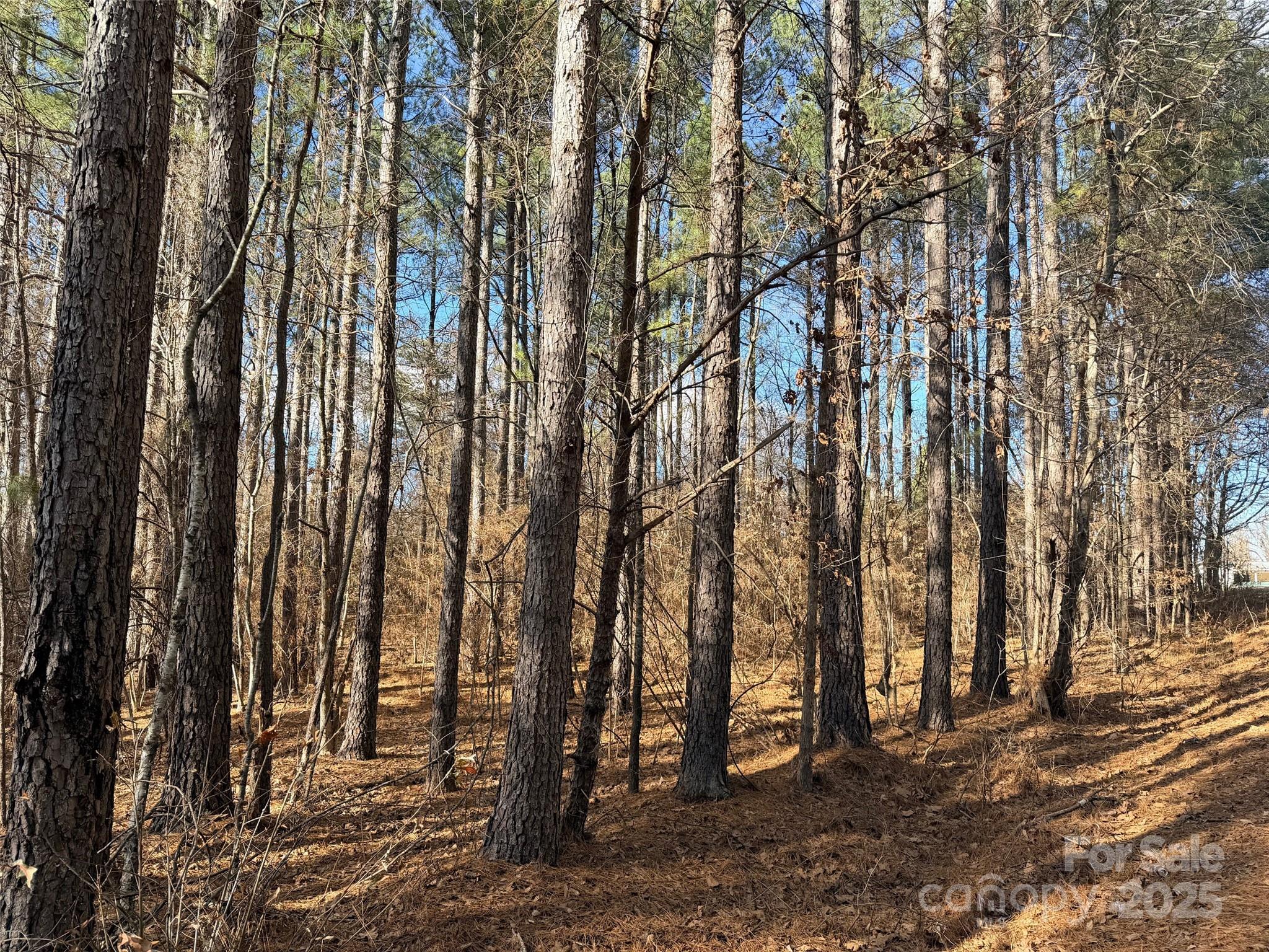 9999 Doggett Grove Road Forest City, NC 28043 - Photo 3 of 4 a view of outdoor space with lots of trees