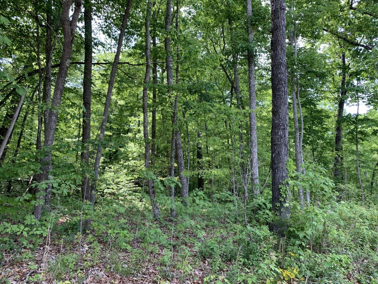 110 Folkstone Road Crossville, TN 38558 - Photo 1 of 3 110 Folkstone 1