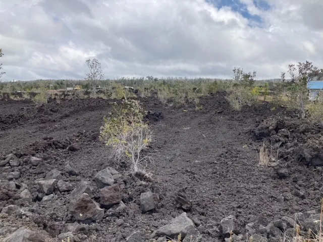a view of a dry yard with trees and sky view