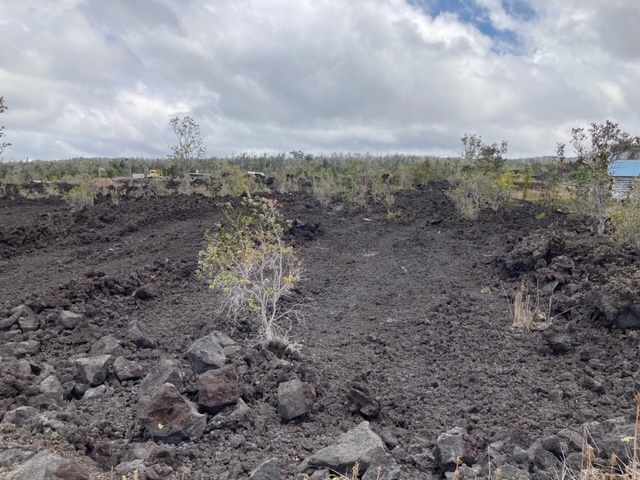 a view of a dry yard with trees and sky view