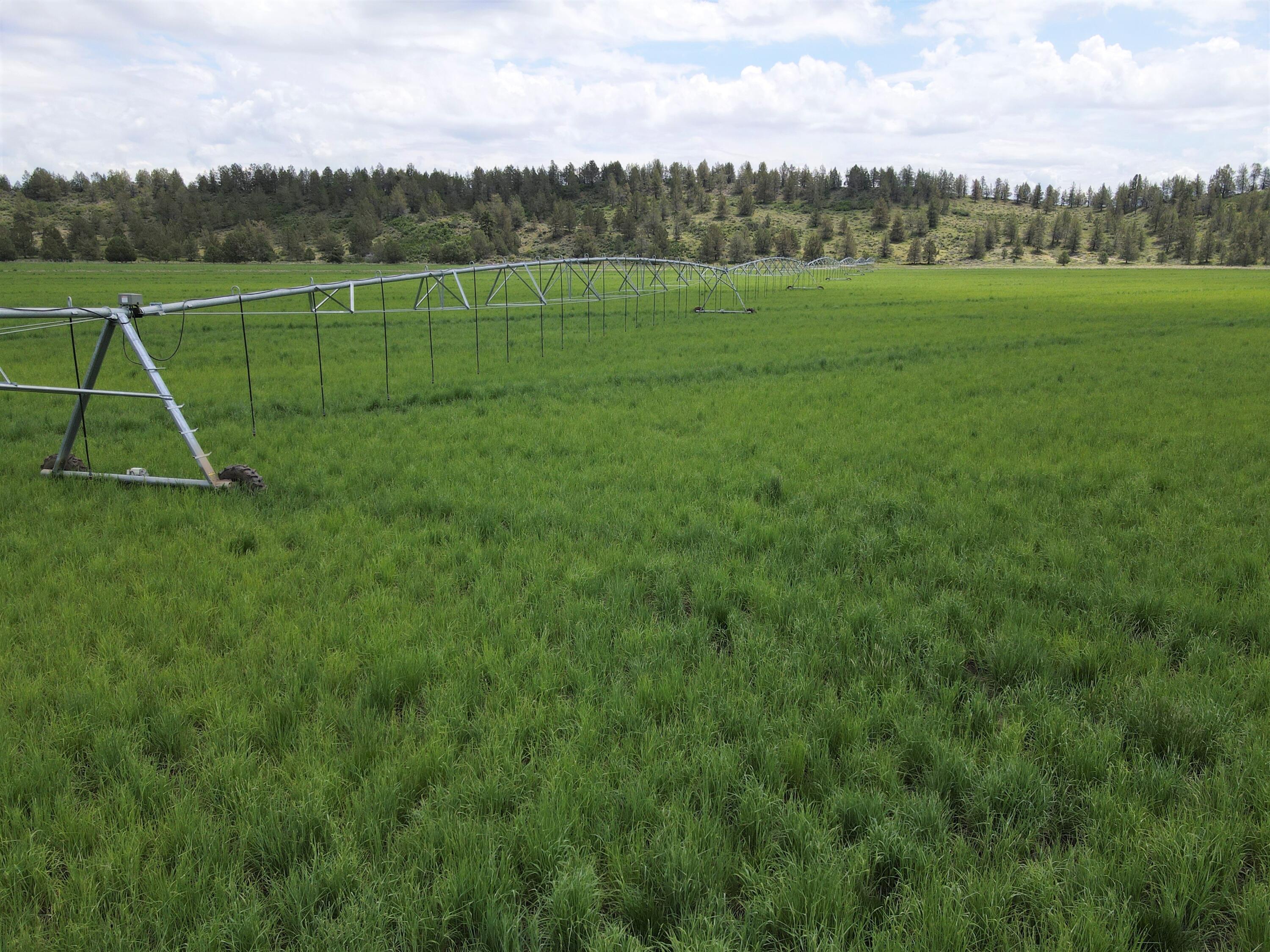 3798 County Road 91 Lookout, CA 96054 - Photo 11 of 54 a view of a field with a big yard
