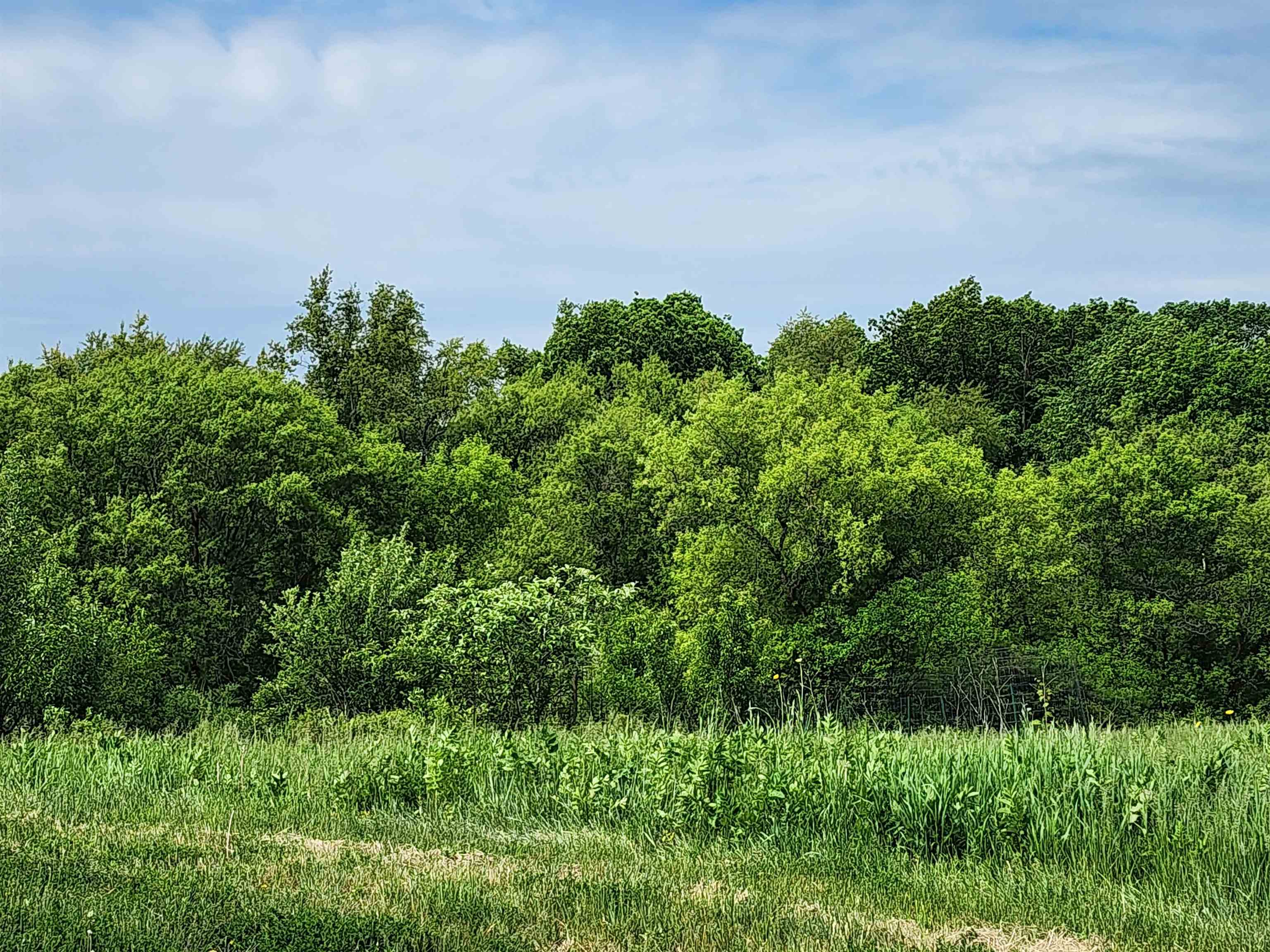 19-19 Timber Ridge Road Lake Carroll, IL 61046 - Photo 4 of 7 a view of a big yard with large trees