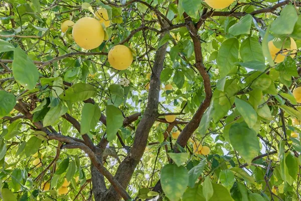 $585,000 | 3620 East Country Club Lane, Sacramento, CA 95821