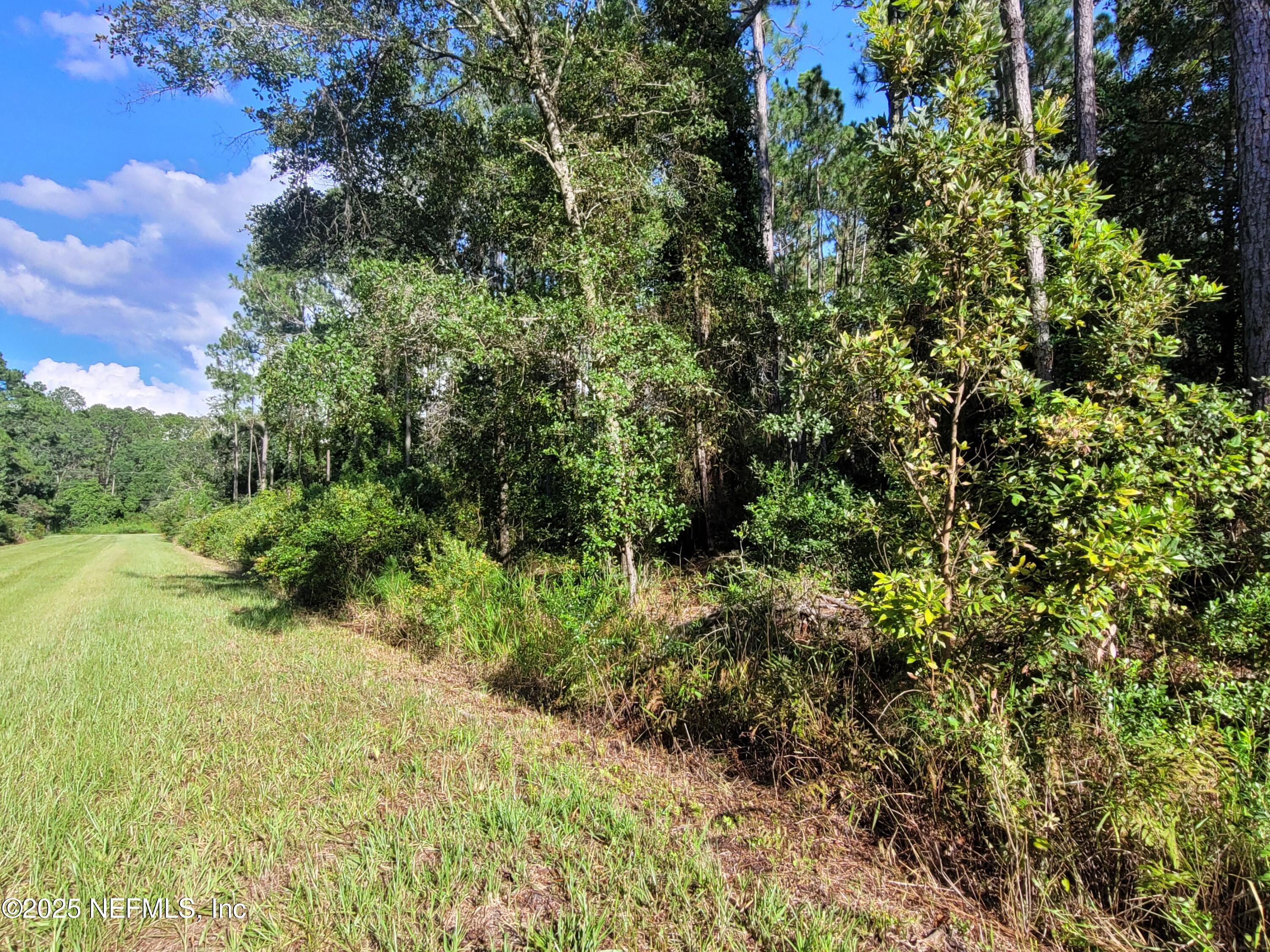 225 Carteret Road Georgetown, FL 32139 - Photo 3 of 12 a view of a forest with a tree