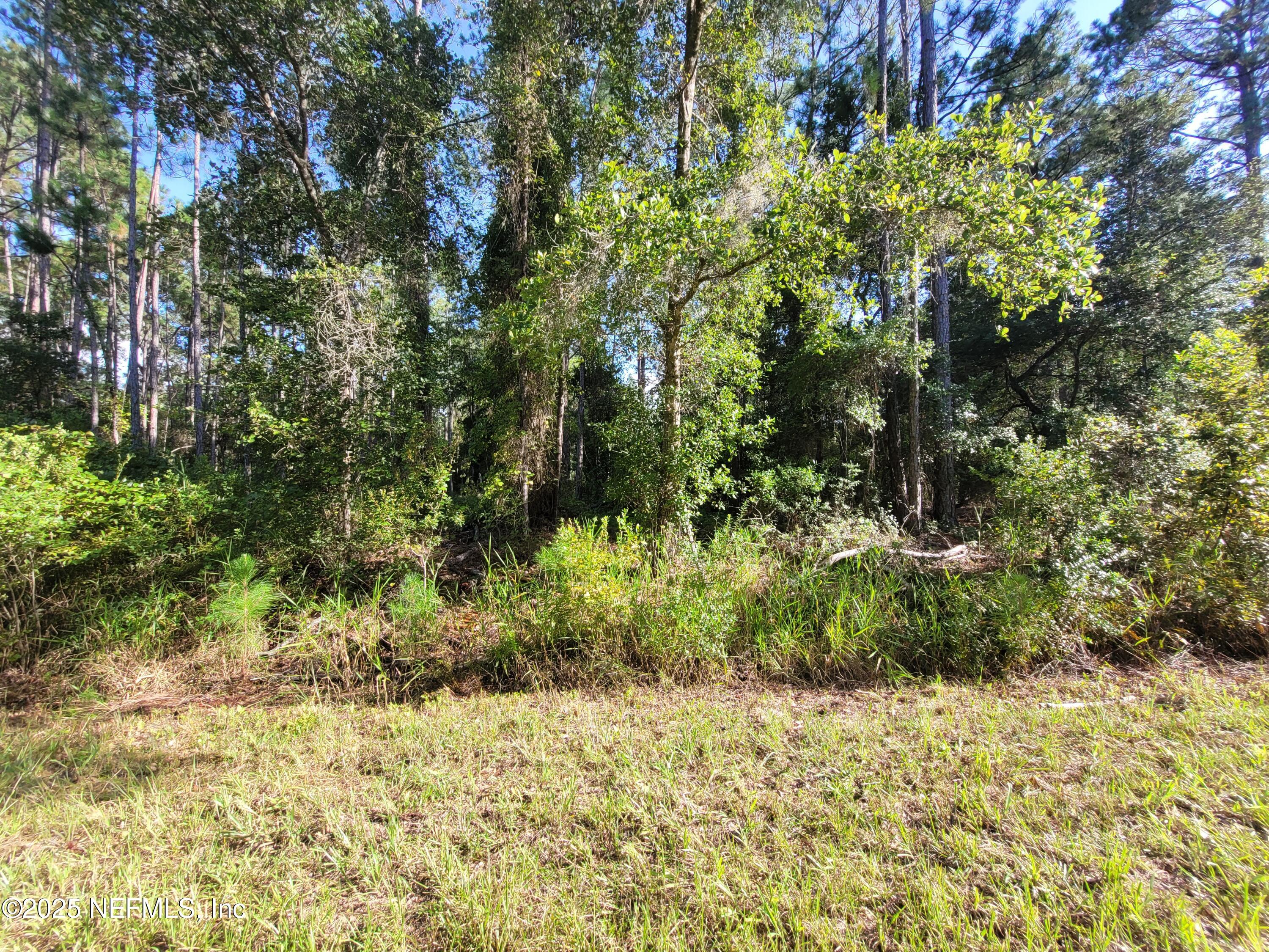 225 Carteret Road Georgetown, FL 32139 - Photo 4 of 12 a view of a yard with plants and large trees