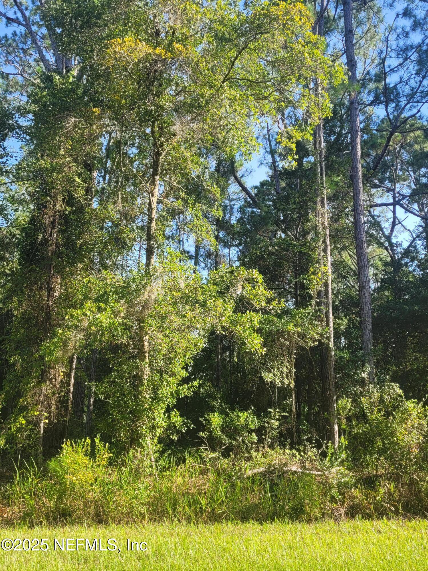 225 Carteret Road Georgetown, FL 32139 - Photo 6 of 12 a view of outdoor space