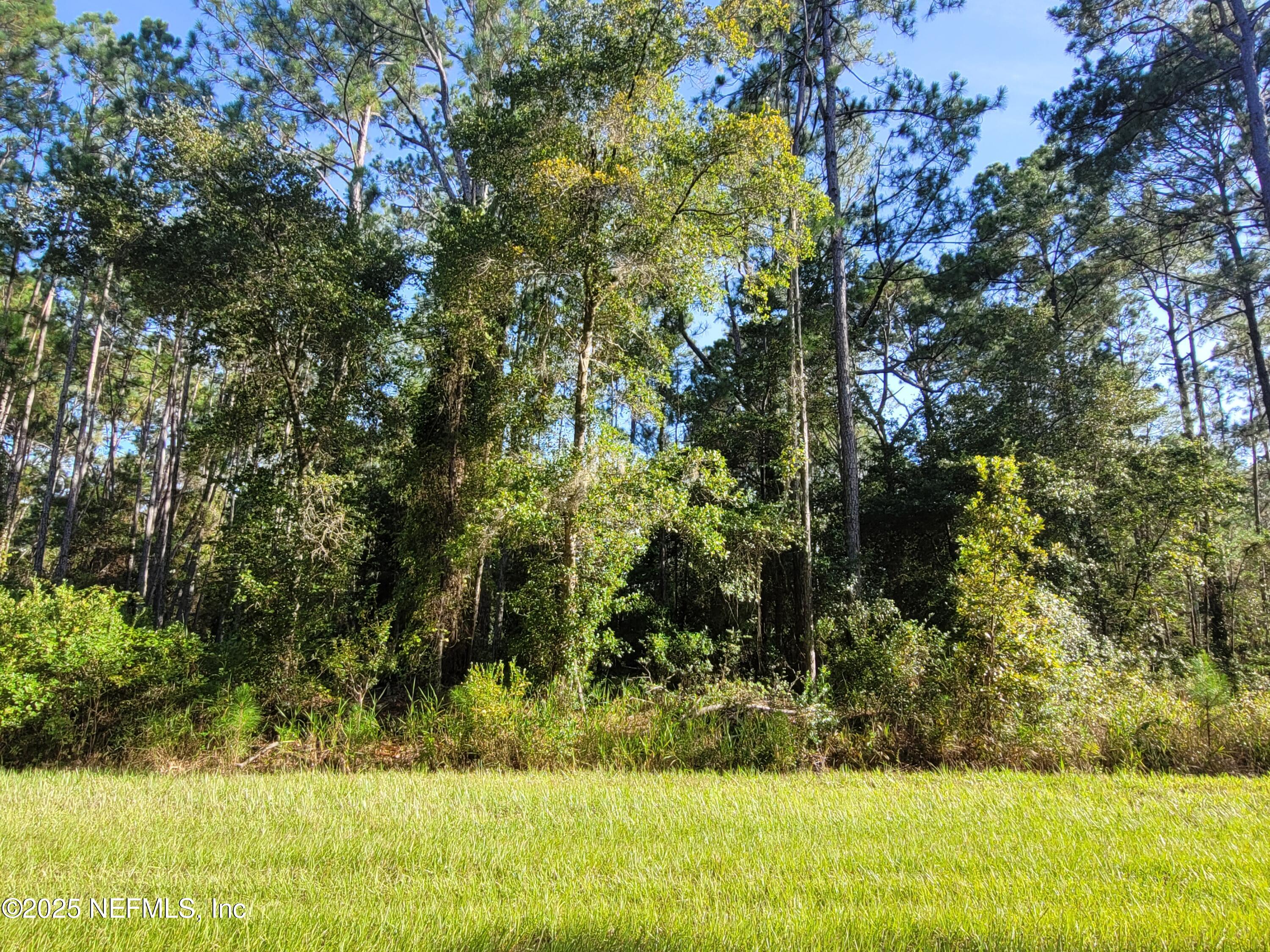225 Carteret Road Georgetown, FL 32139 - Photo 7 of 12 a view of a yard