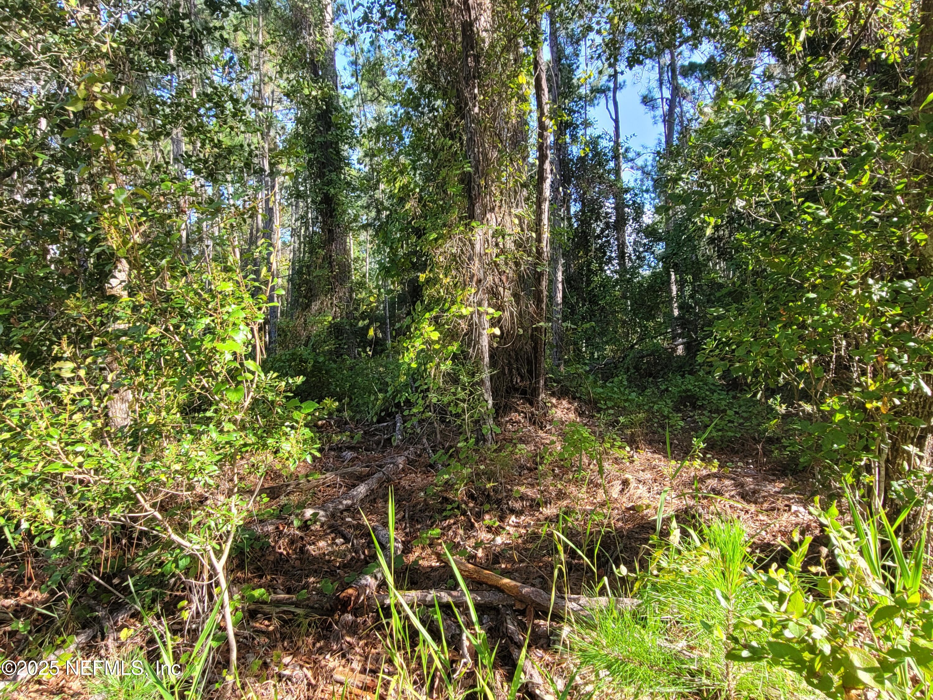 225 Carteret Road Georgetown, FL 32139 - Photo 10 of 12 a view of a garden with plants and trees