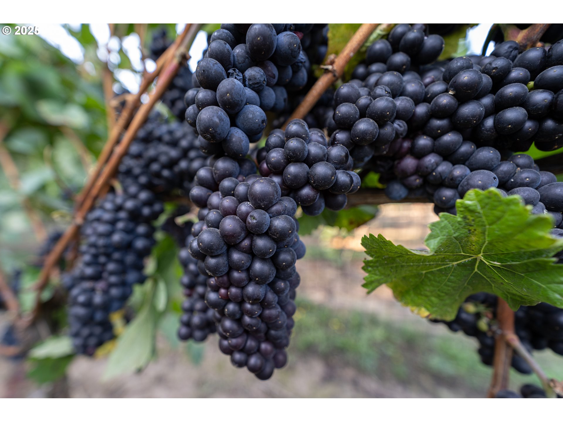 24730 Southwest Tile Flat Road Hillsboro, OR 97123 - Photo 34 of 48