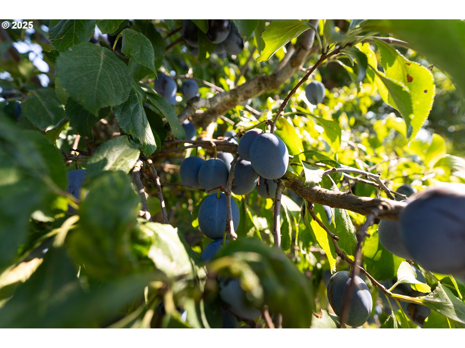 24730 Southwest Tile Flat Road Hillsboro, OR 97123 - Photo 46 of 48