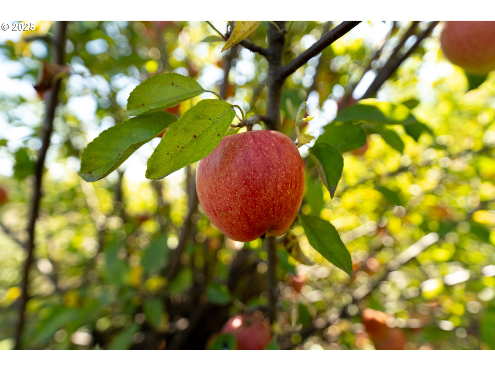 24730 Southwest Tile Flat Road Hillsboro, OR 97123 - Photo 47 of 48
