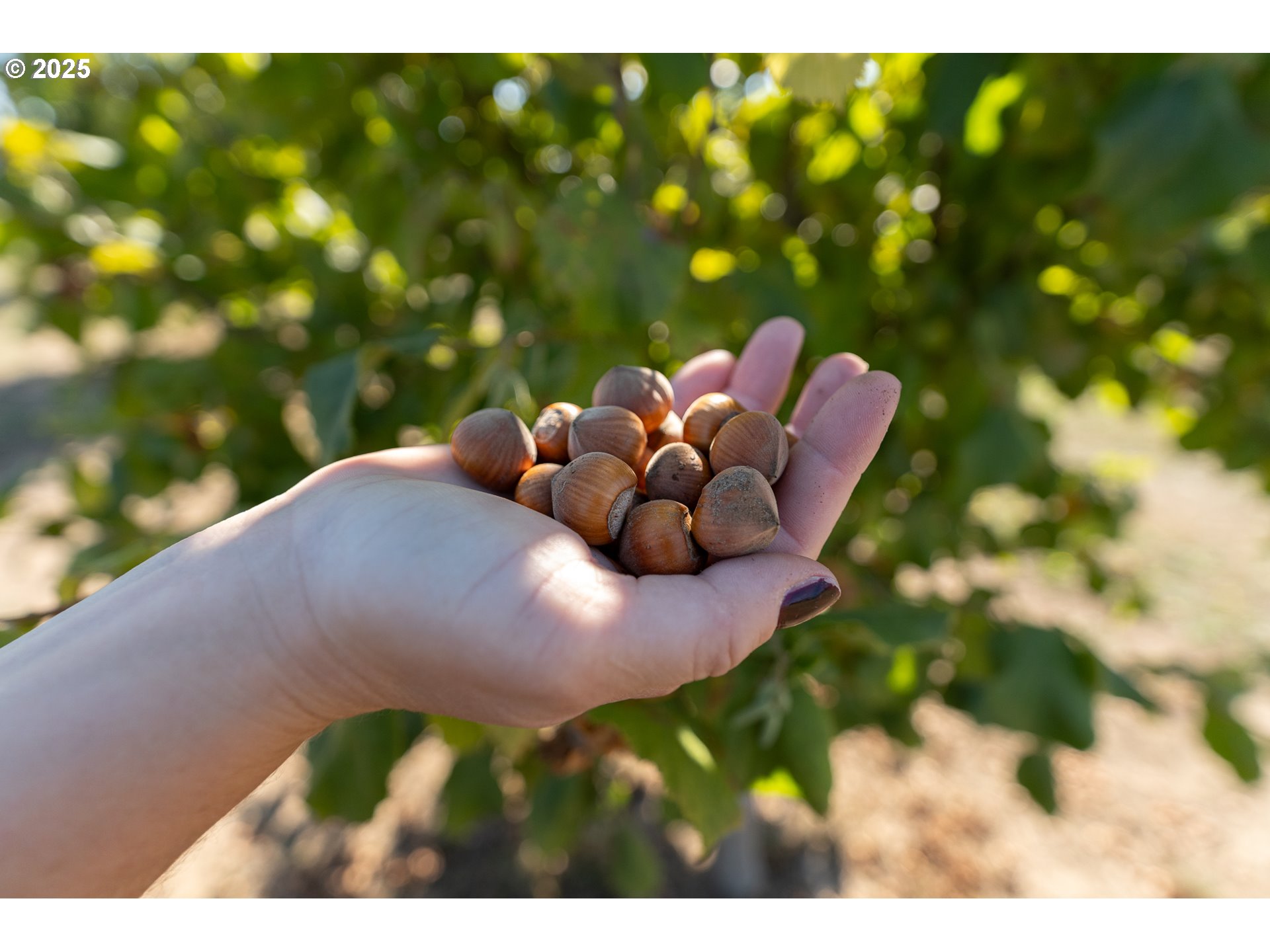 24730 Southwest Tile Flat Road Hillsboro, OR 97123 - Photo 48 of 48