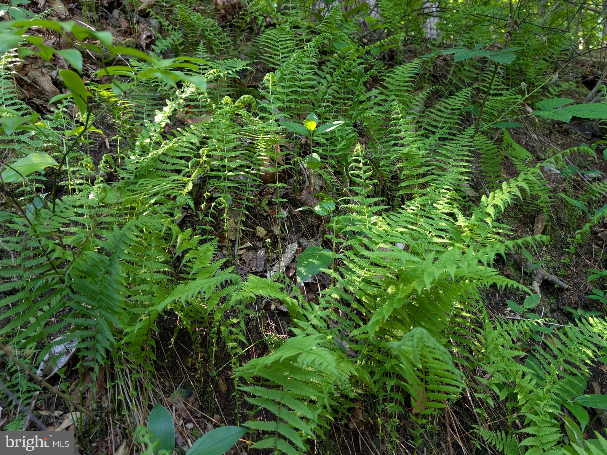 189 Piedmont Orchard Road Linden, VA 22642 - Photo 17 of 19 Native ferns