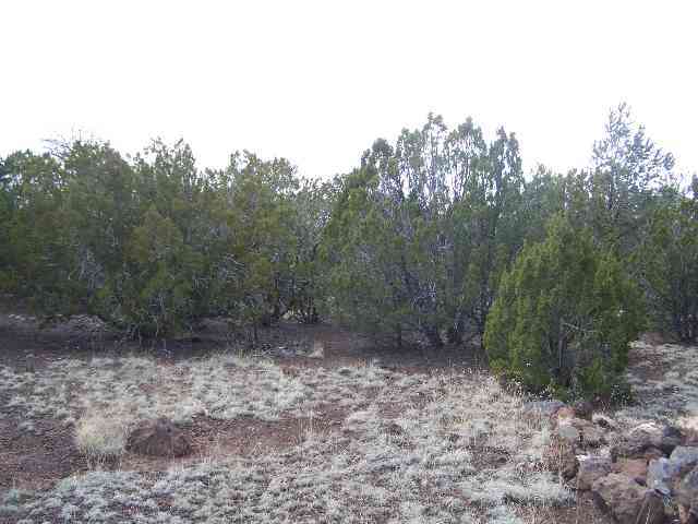 Lot 4 Mondjar''s Vernon, AZ 85940 - Photo 1 of 4