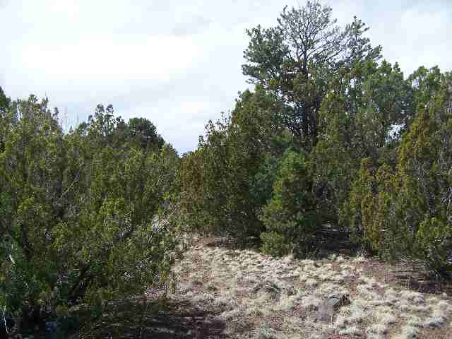 Lot 4 Mondjar''s Vernon, AZ 85940 - Photo 2 of 4
