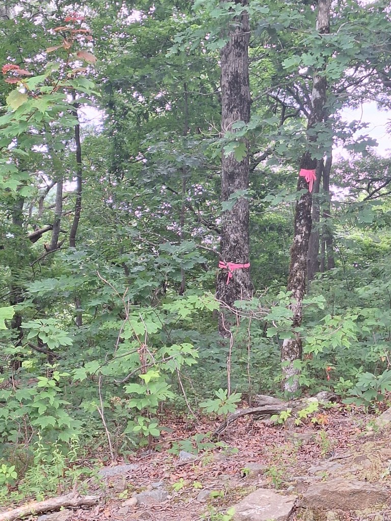 274 Andes Ridge Morganton, GA 30560 - Photo 6 of 24 Georgian Highlands Entrance