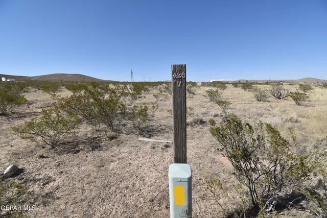 a view of a dry yard with trees