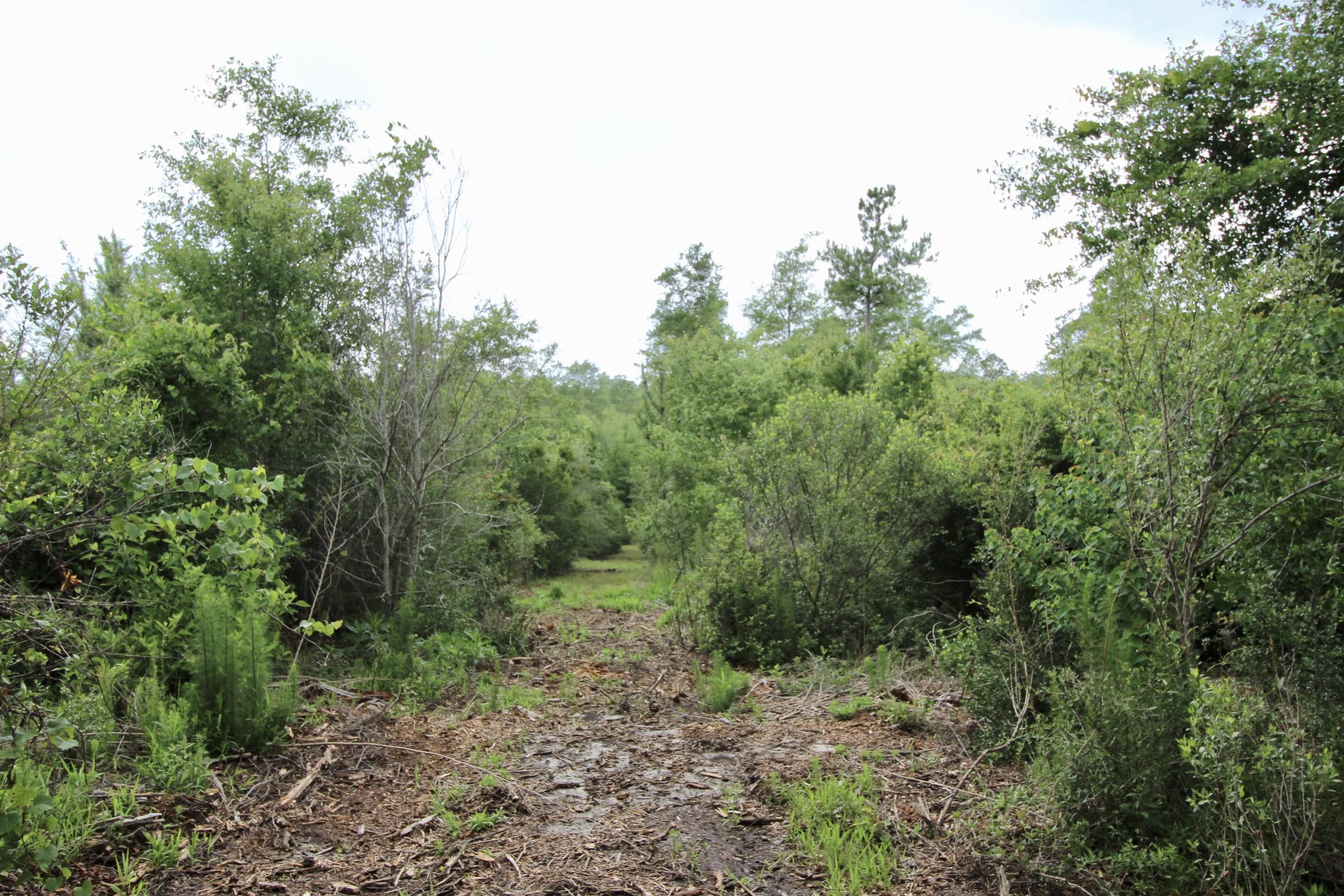 40-ac Hinote Road Crestview, FL 32539 - Photo 8 of 12 a view of a forest with trees in the background