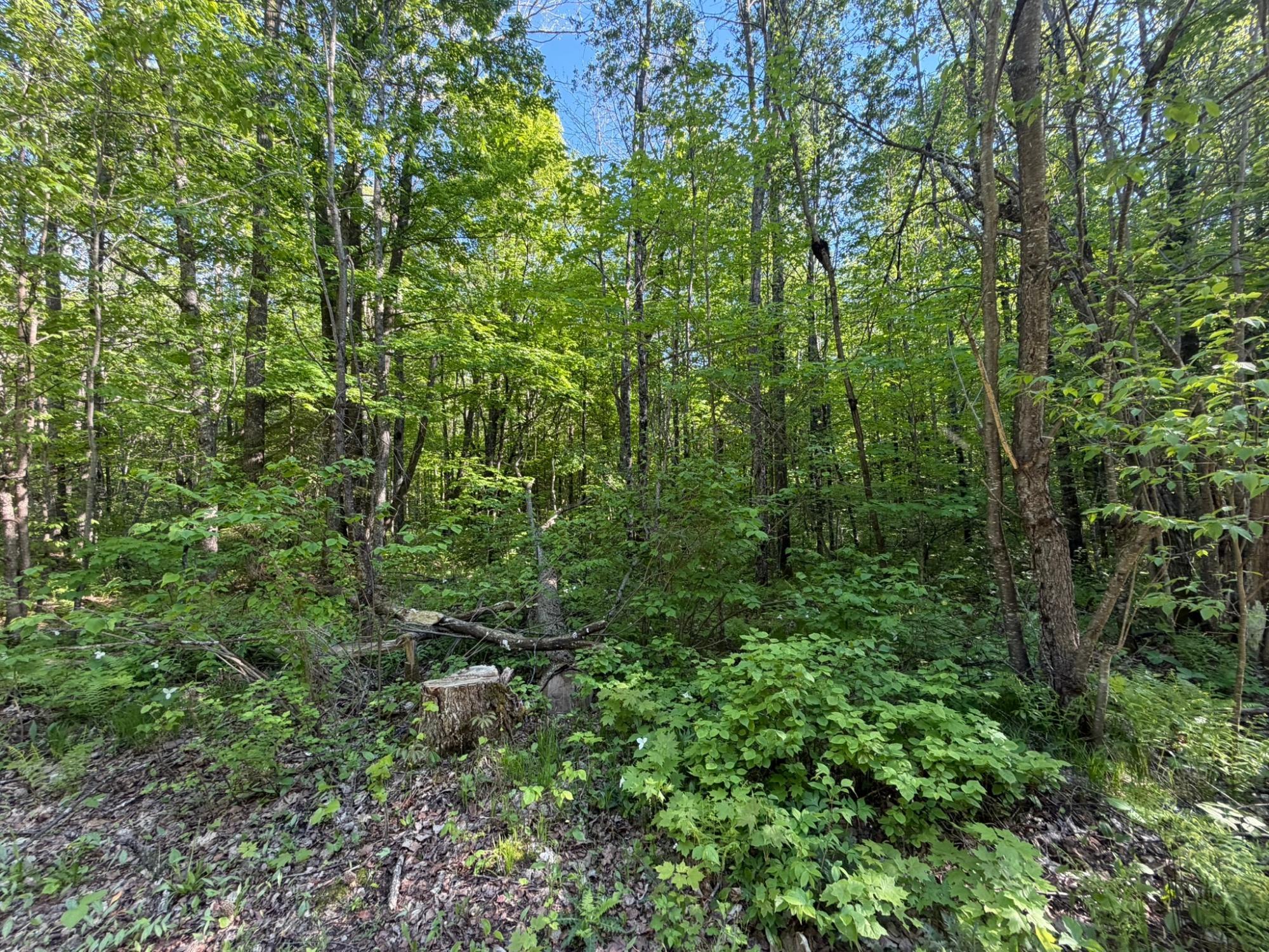 Lot 7 Dream Lake Road Long Lake, WI 54542 - Photo 1 of 8