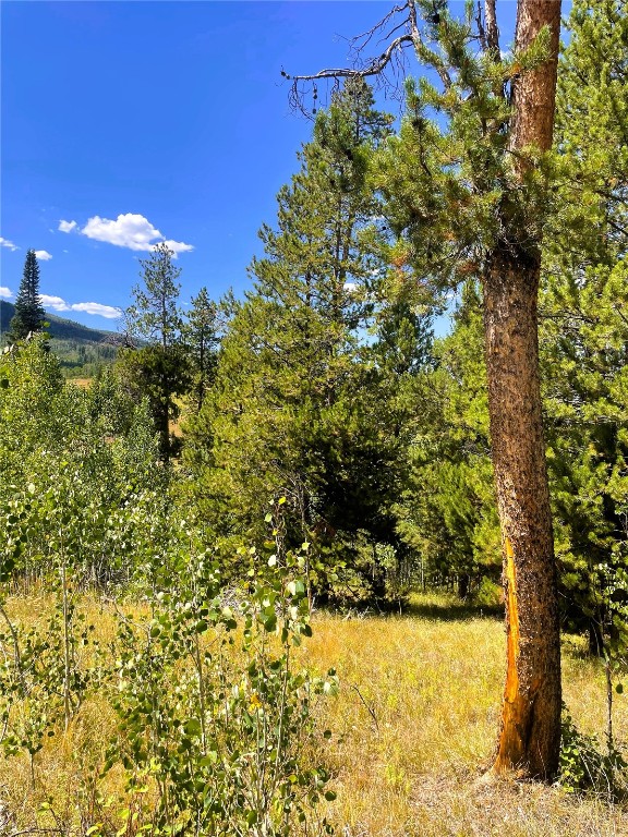 32960 Maverick Way Oak Creek, CO 80467 - Photo 11 of 12 a view of a yard with a tree