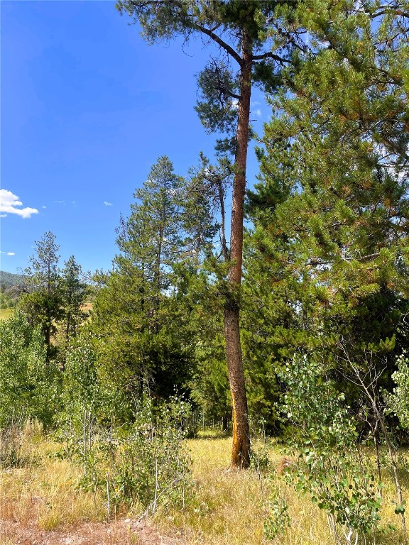 32960 Maverick Way Oak Creek, CO 80467 - Photo 8 of 12 a view of a tree