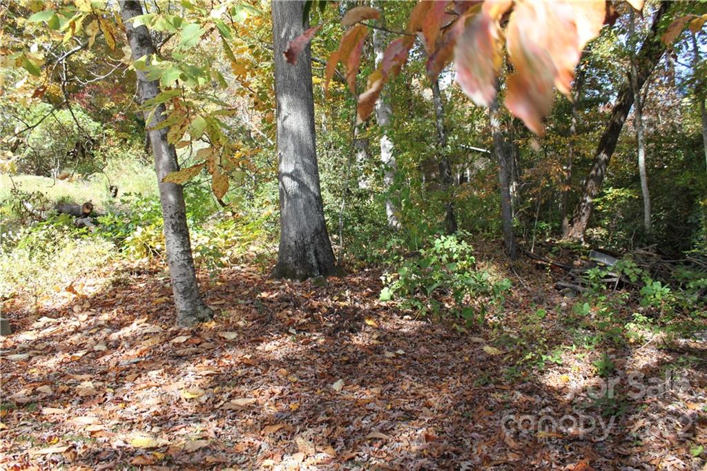 3 Meeks Road, Unit LOT 3 Black Mountain, NC 28711 - Photo 2 of 5 a view of forest