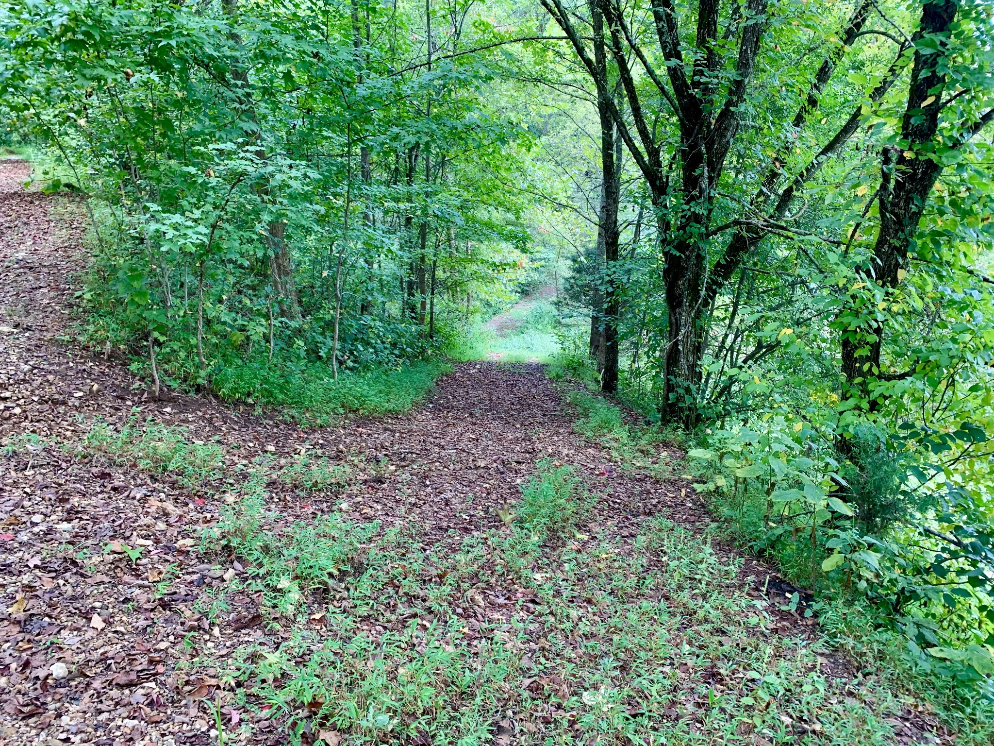 0 Tucker Ridge Road Silver Point, TN 38582 - Photo 12 of 50 a view of a garden with plants