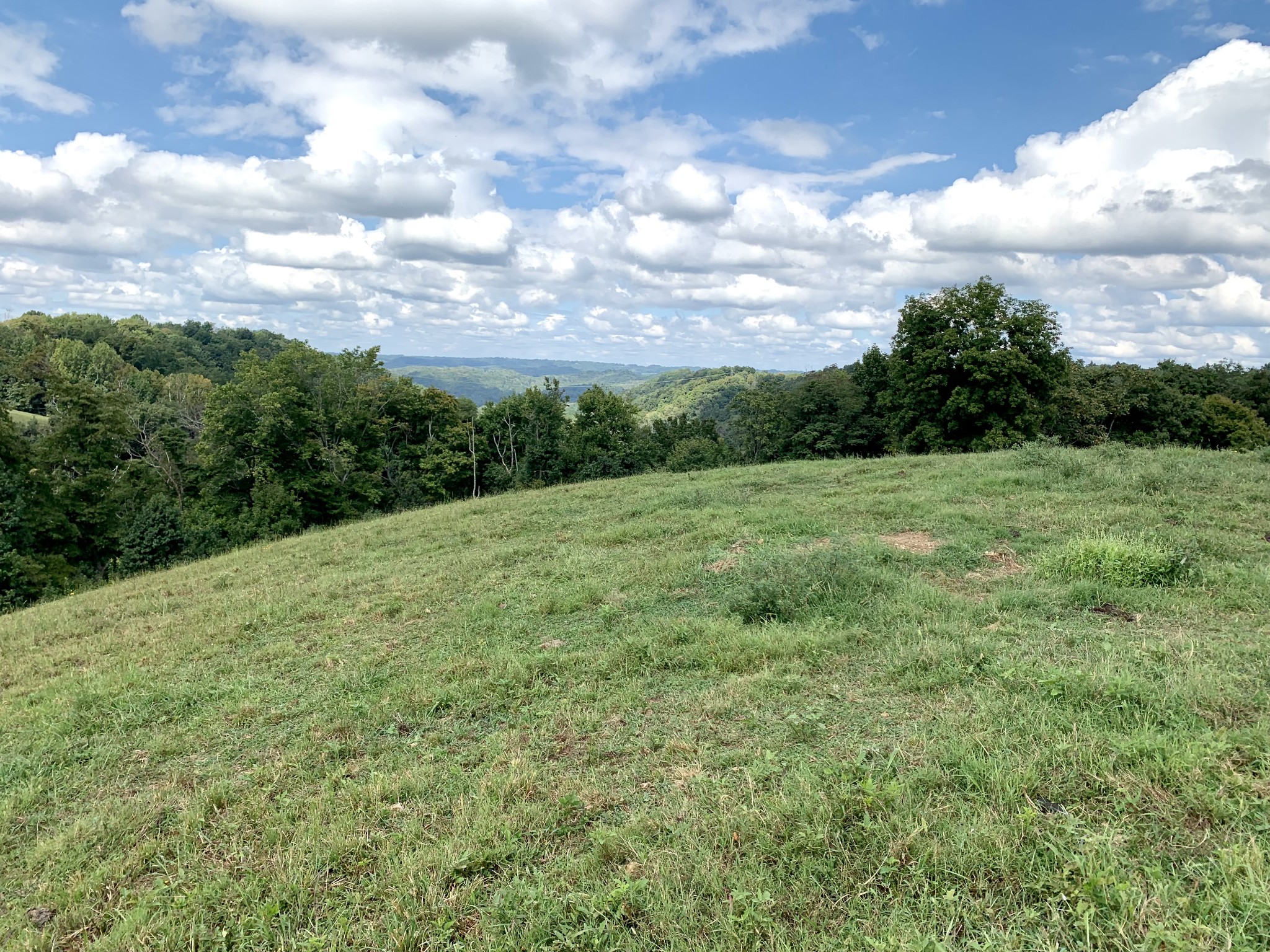 0 Tucker Ridge Road Silver Point, TN 38582 - Photo 37 of 50 a view of a big yard with plants and large tree