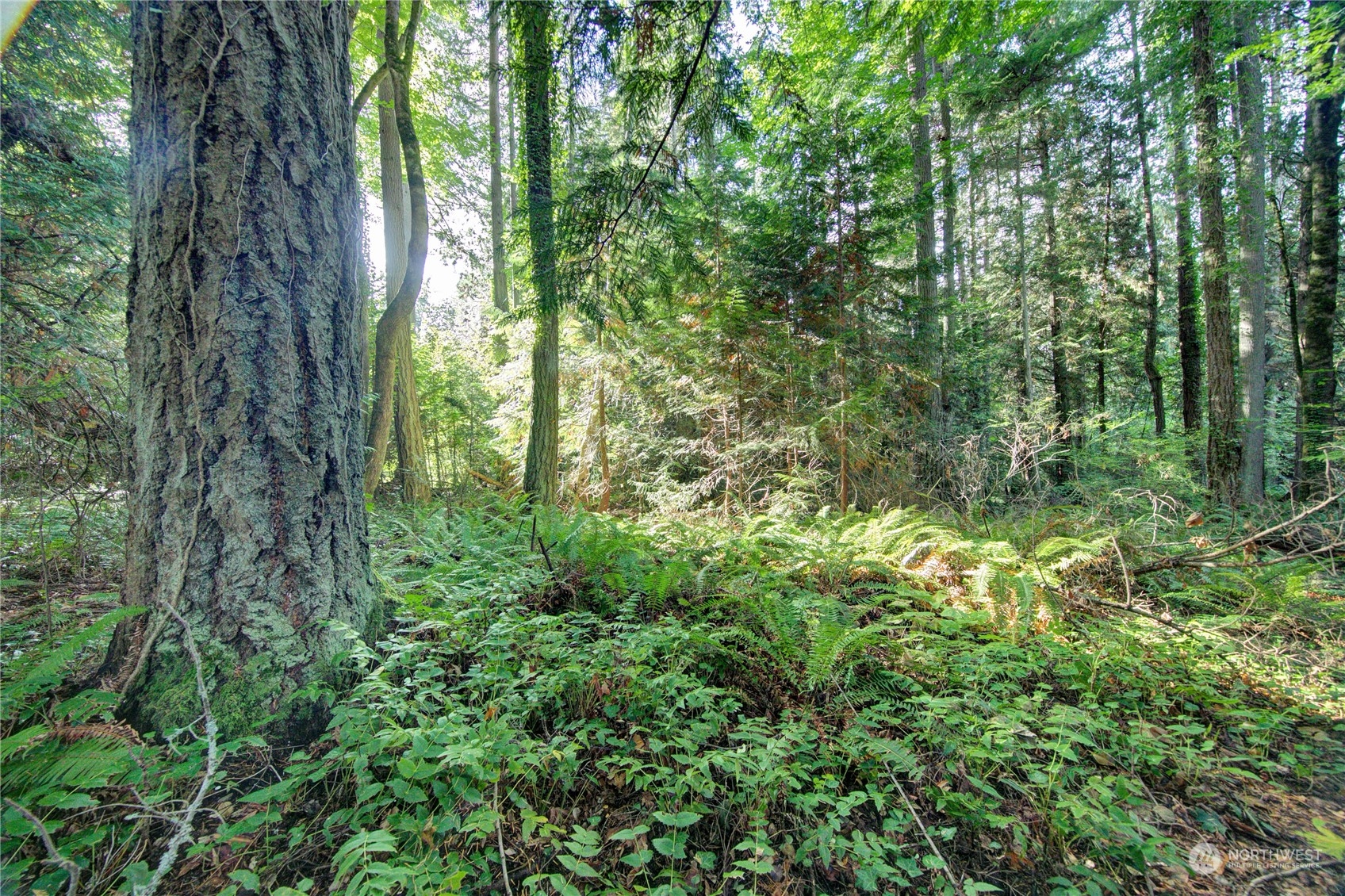 a view of a forest with trees