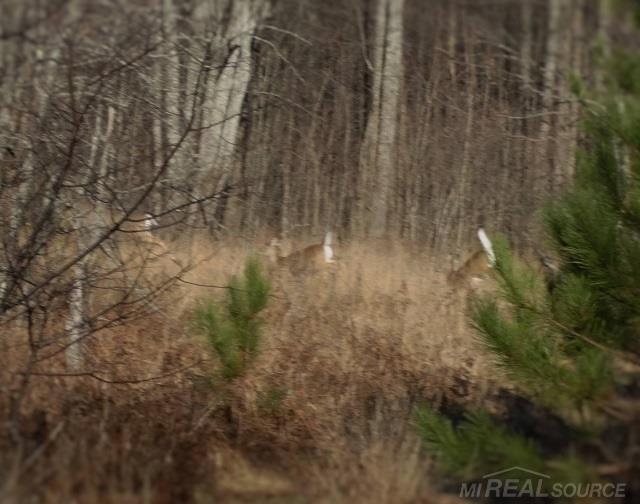 0 Finnegan Road Johannesburg, MI 49751 - Photo 1 of 10 Deer