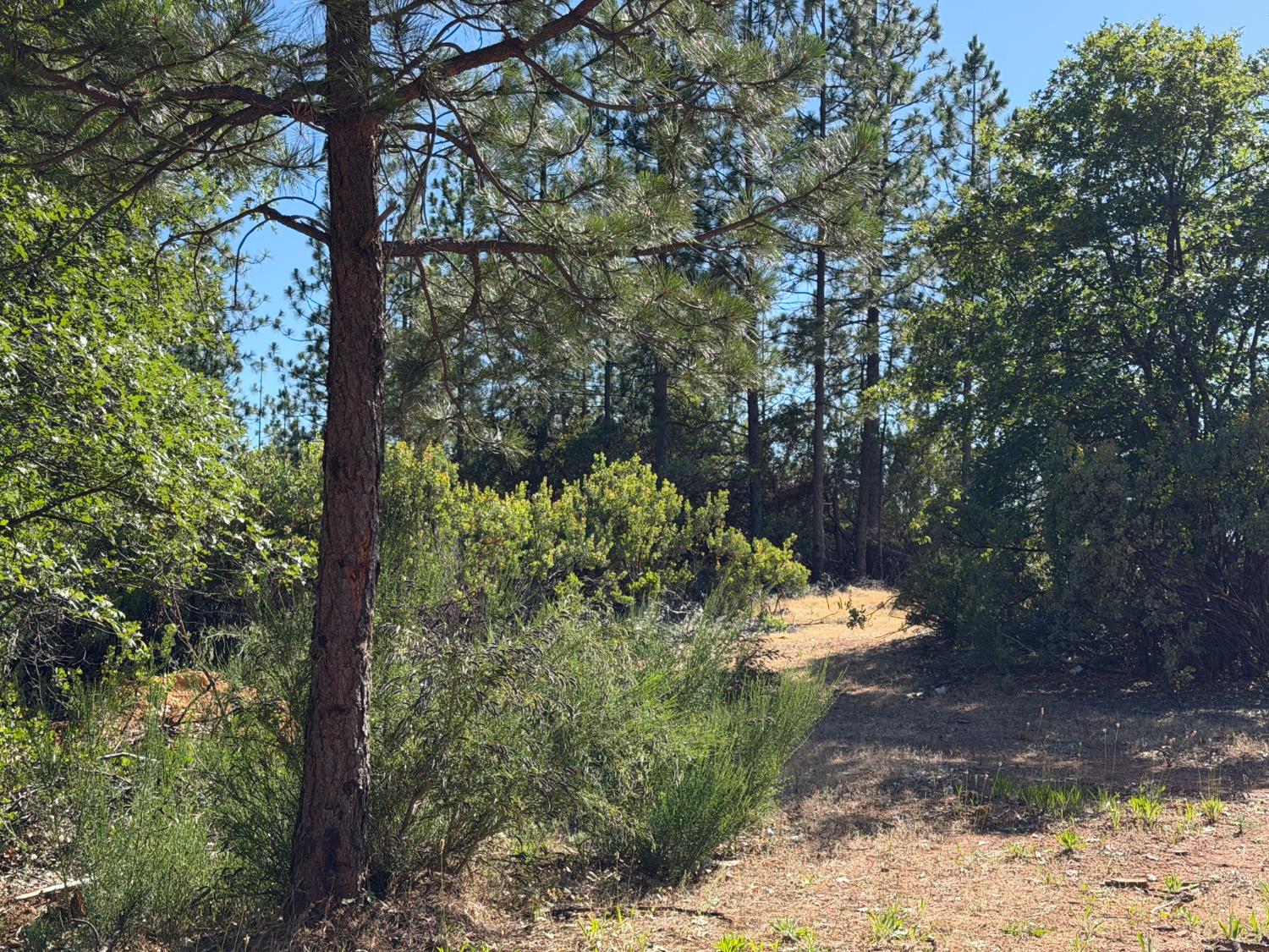 1871 Iowa Hill Road Colfax, CA 95713 - Photo 3 of 21