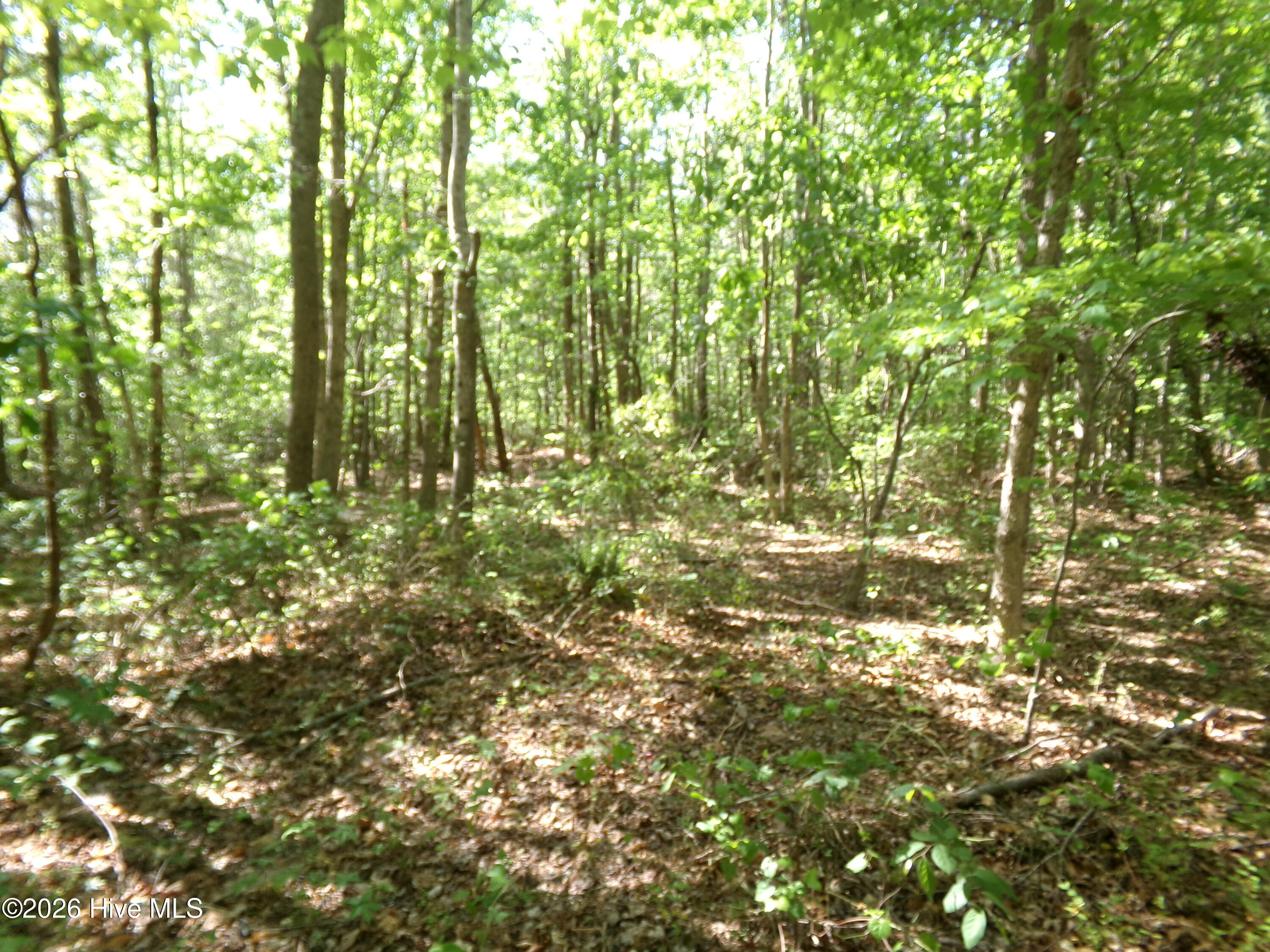 1688 Harrison Road Nashville, NC 27856 - Photo 5 of 5 All this land has a gentle slope and good drainage.