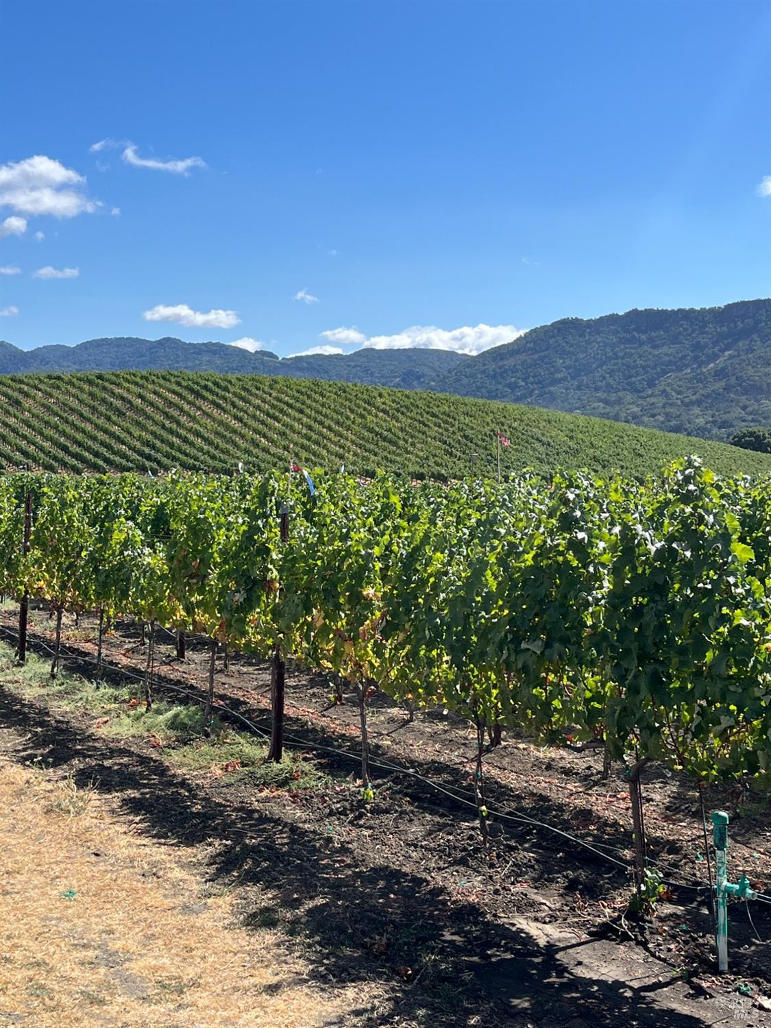 4060 Monticello Road Napa, CA 94558 - Photo 12 of 54