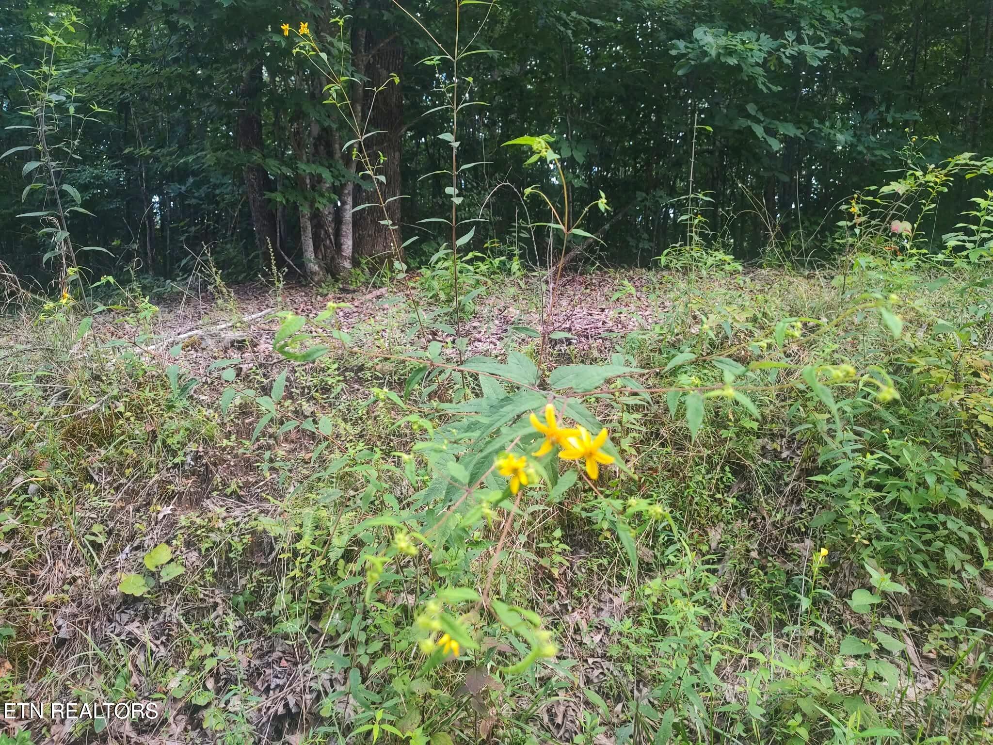 18.5-acres Raccoon Ridge Road Spring City, TN 37381 - Photo 15 of 37 1000021531
