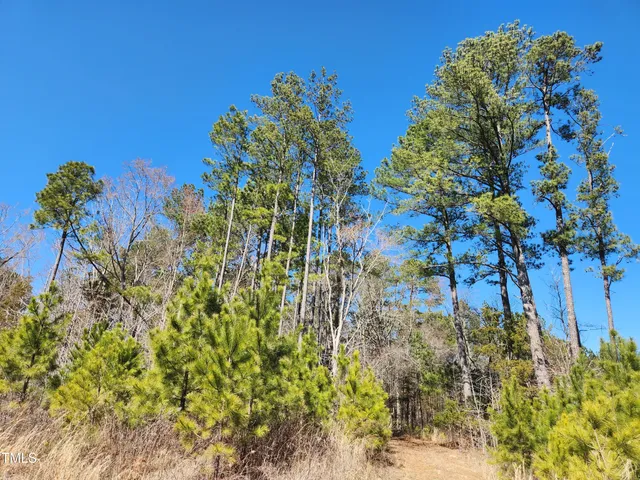 a view of a tree with a plant in front of it