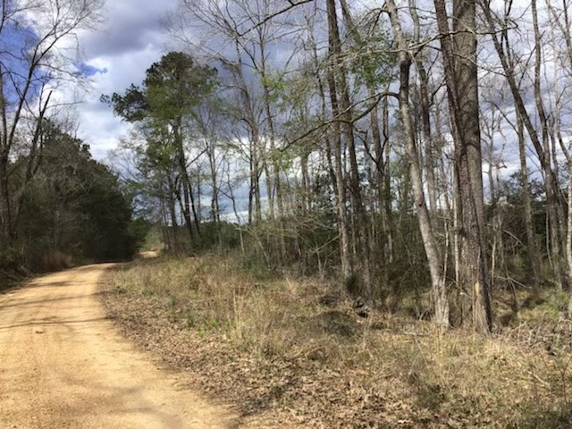 0 Walter Anderson Road Gloster, MS 39638 - Photo 4 of 35 Photo 4