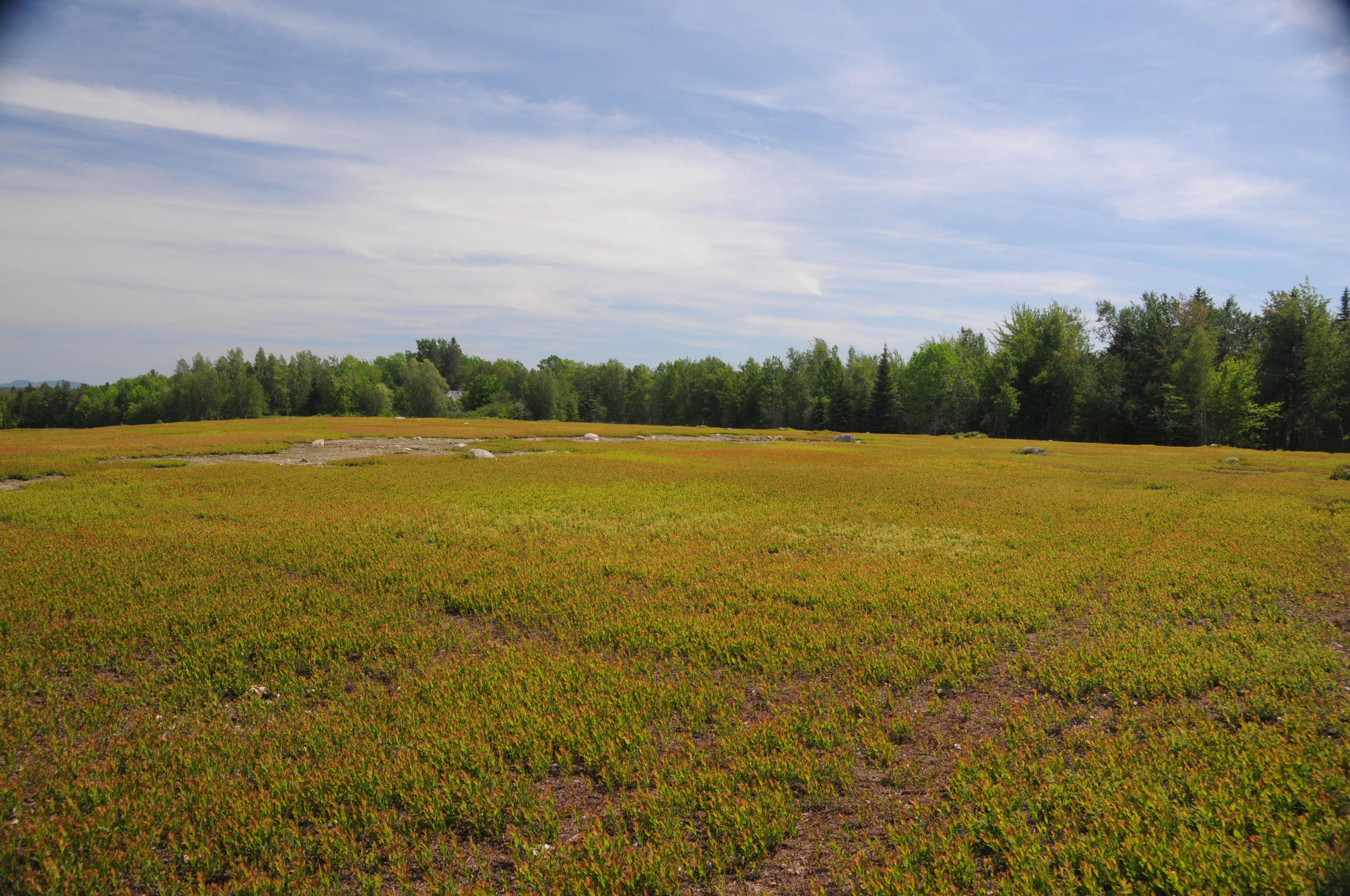 0 Dogtown Road Penobscot, ME 04476 - Photo 12 of 19 DSC_5137