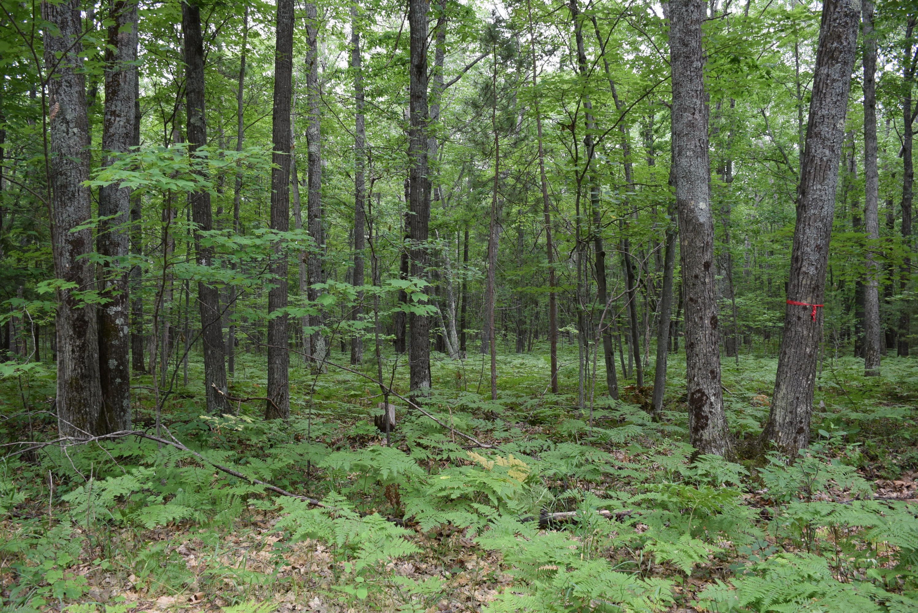 West Numbers Road Indian River, MI 49749 - Photo 5 of 12 Gallery Image 5