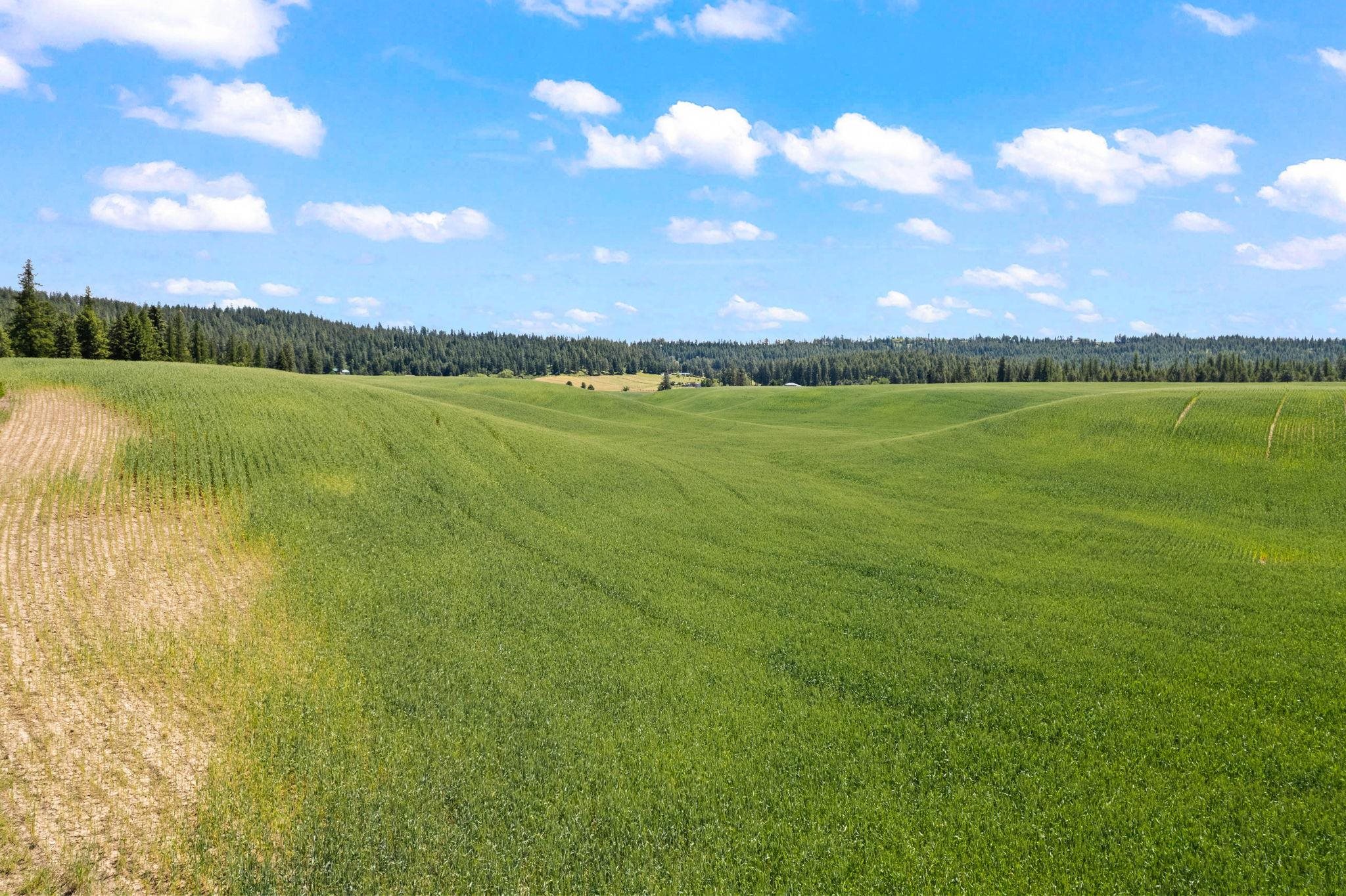 20141 North Bernhill Road Colbert, WA 99005 - Photo 8 of 16