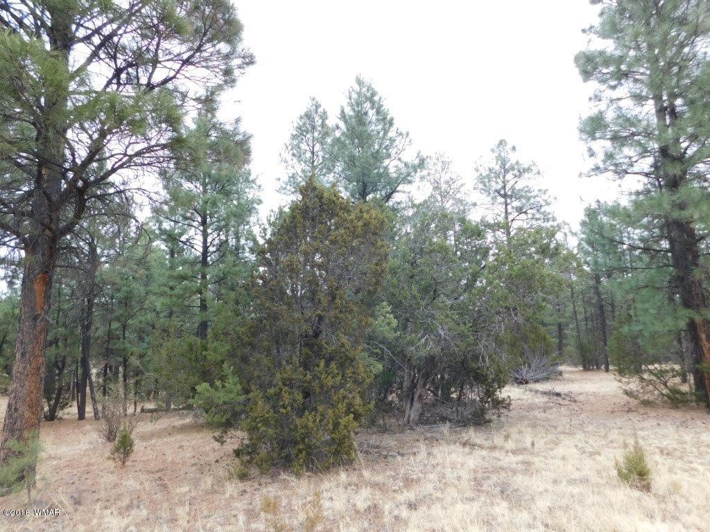 012 B Homestead Overgaard, AZ 85933 - Photo 4 of 9