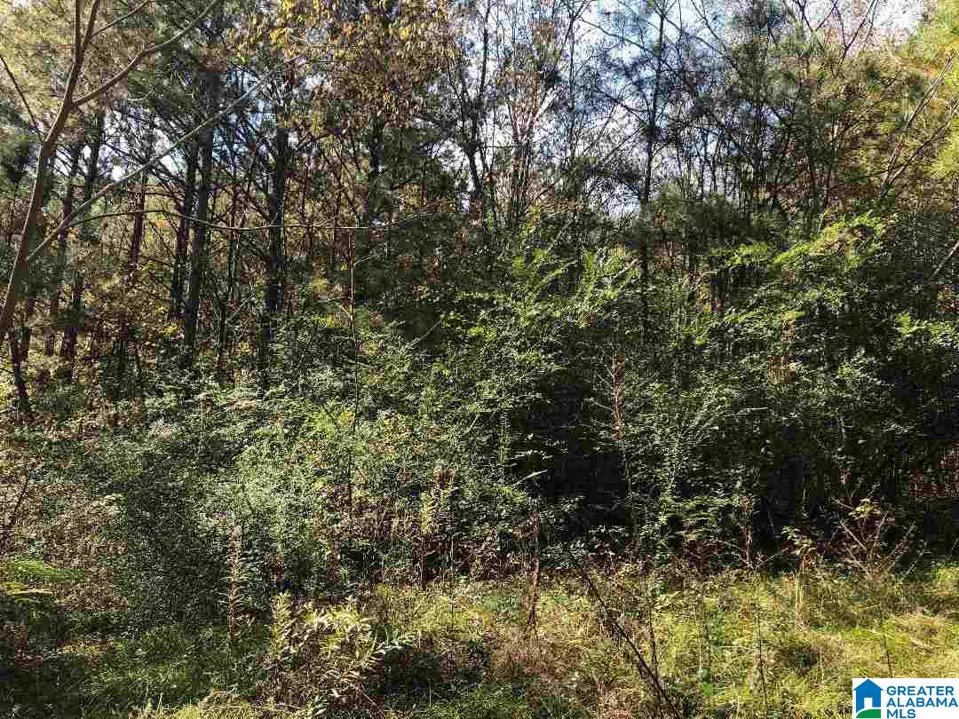 980 Turner Road, Unit ADJOINING PARCELS Anniston, AL 36201 - Photo 9 of 17