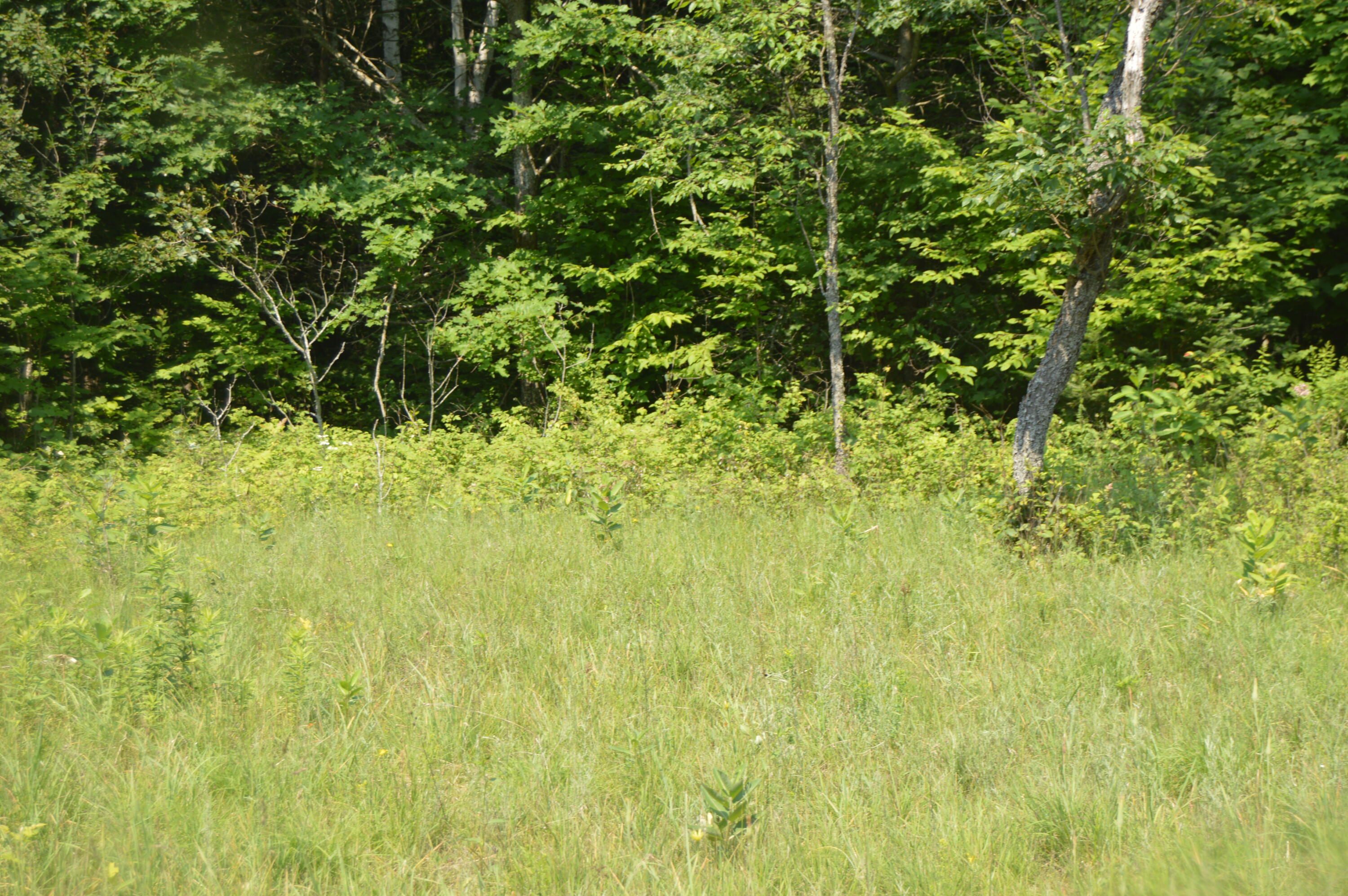 West Kneeland Road Mio, MI 48647 - Photo 4 of 14