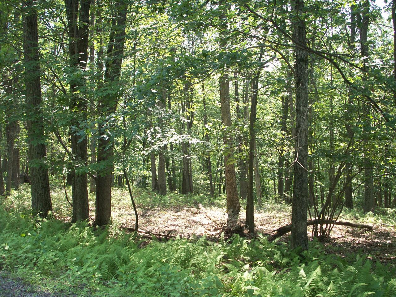605 Valley Road Canadensis, PA 18325 - Photo 7 of 8 Wooded lot