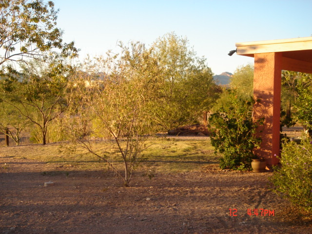 426 South Muleshoe Road Apache Junction, AZ 85119 - Photo 3 of 12 back yard view1