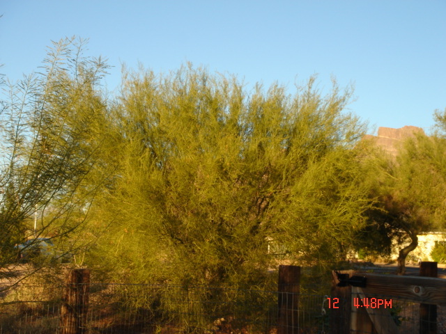 426 South Muleshoe Road Apache Junction, AZ 85119 - Photo 5 of 12 side yard views